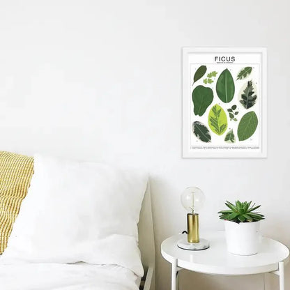  Ficus Species ID Chart - Botanical Houseplant Art Print