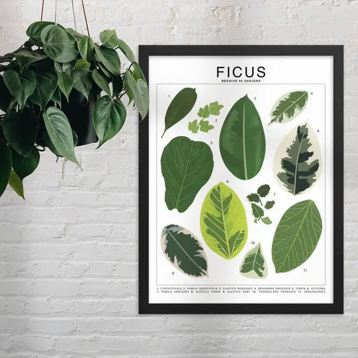  Ficus Species ID Chart - Botanical Houseplant Art Print