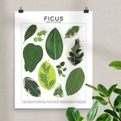  Ficus Species ID Chart - Botanical Houseplant Art Print