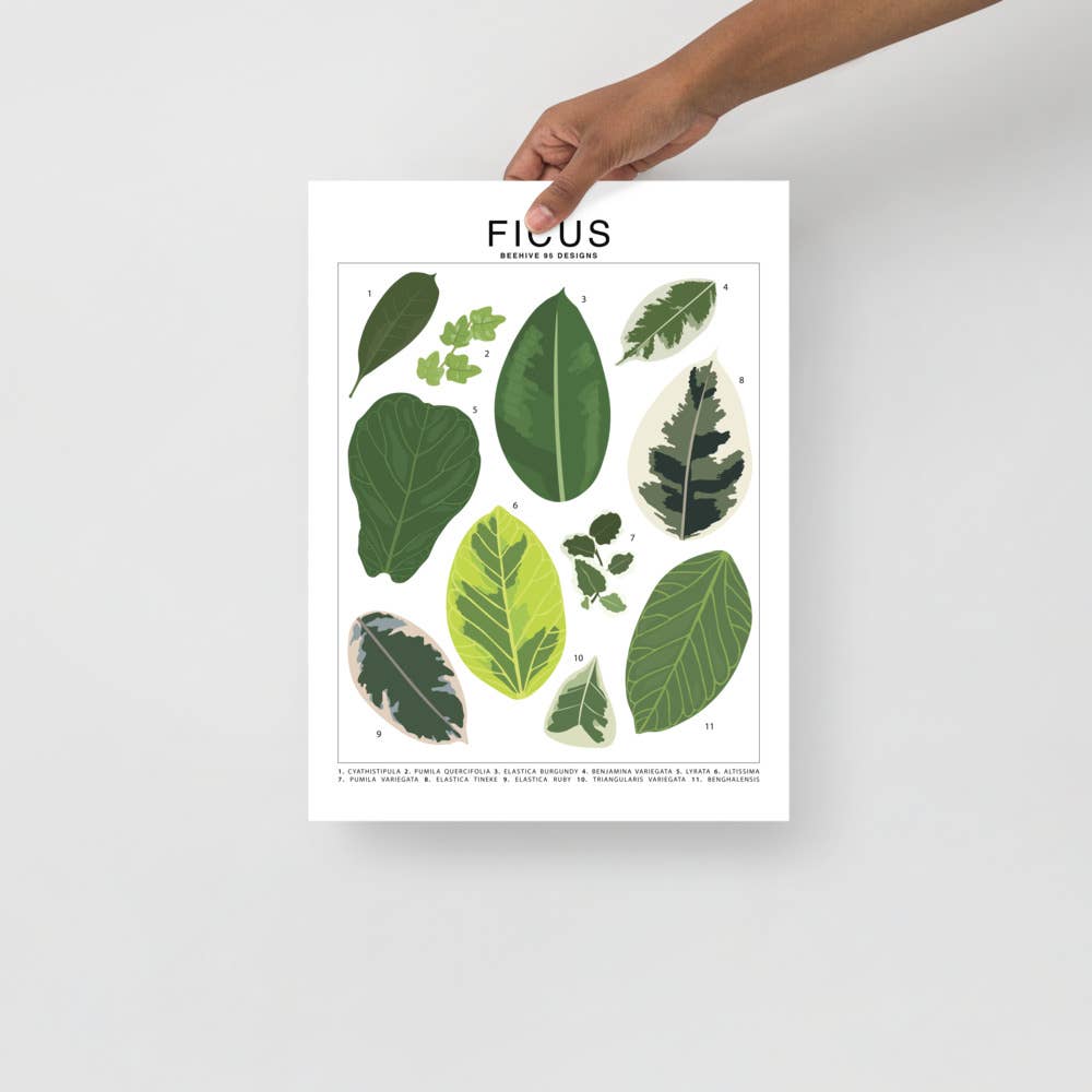  Ficus Species ID Chart - Botanical Houseplant Art Print