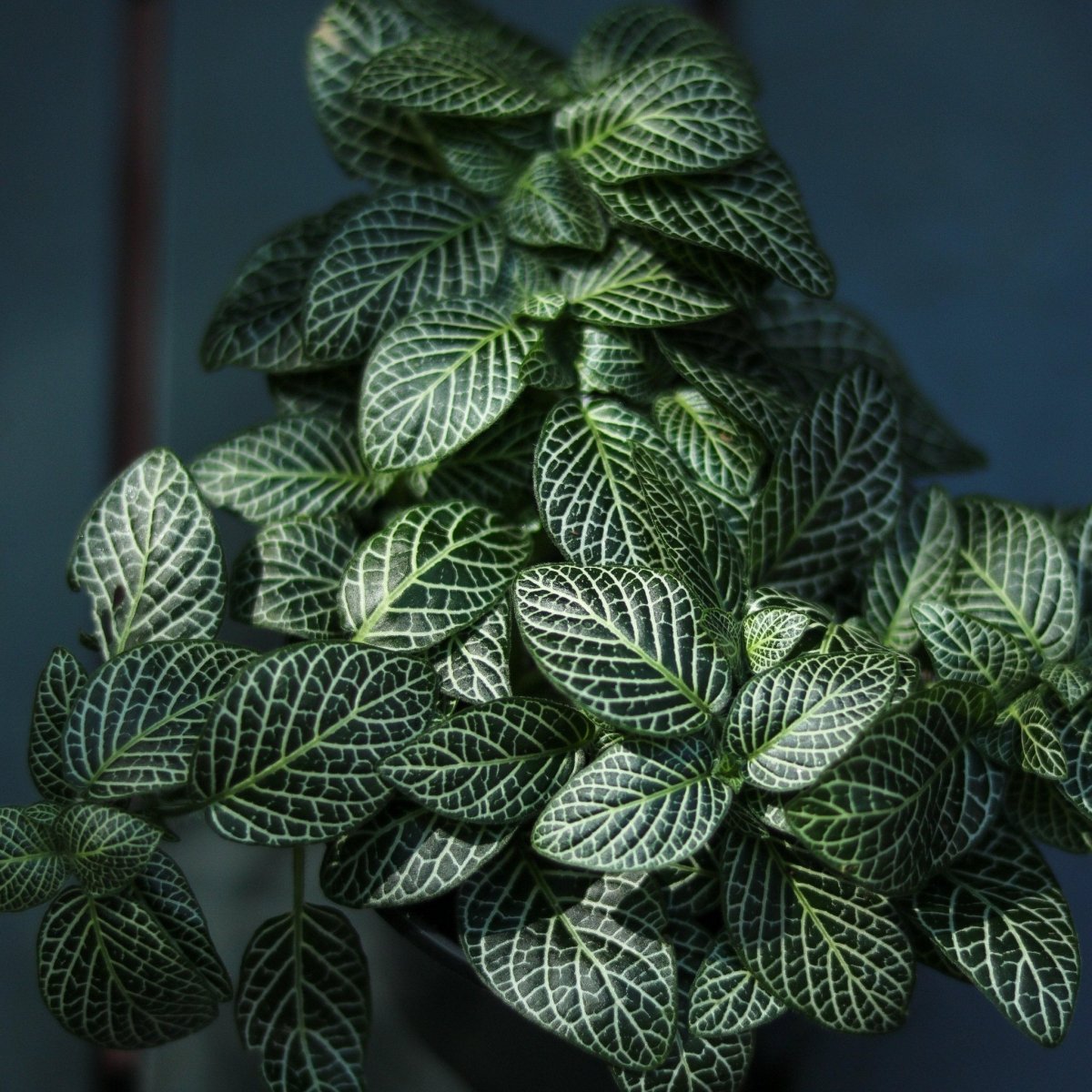  Fittonia Albivenis - Mosaic/Nerve Plant - Various Sizes