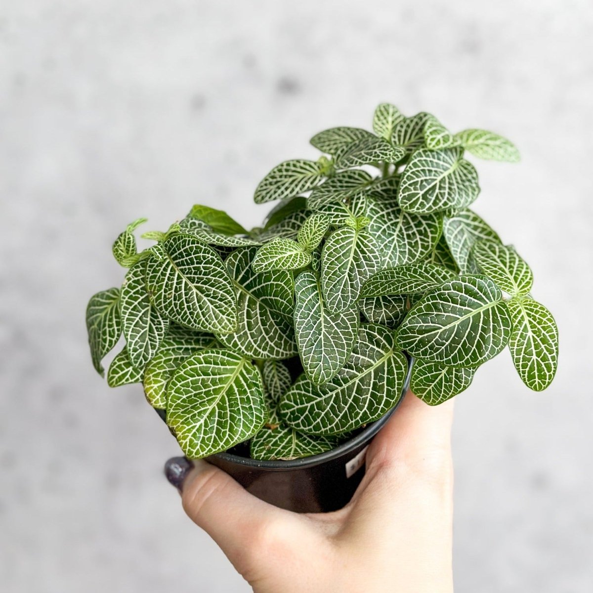  Fittonia Albivenis - Mosaic/Nerve Plant - Various Sizes