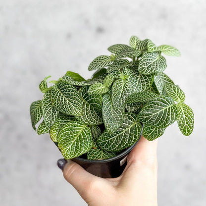  Fittonia Albivenis - Mosaic/Nerve Plant - Various Sizes