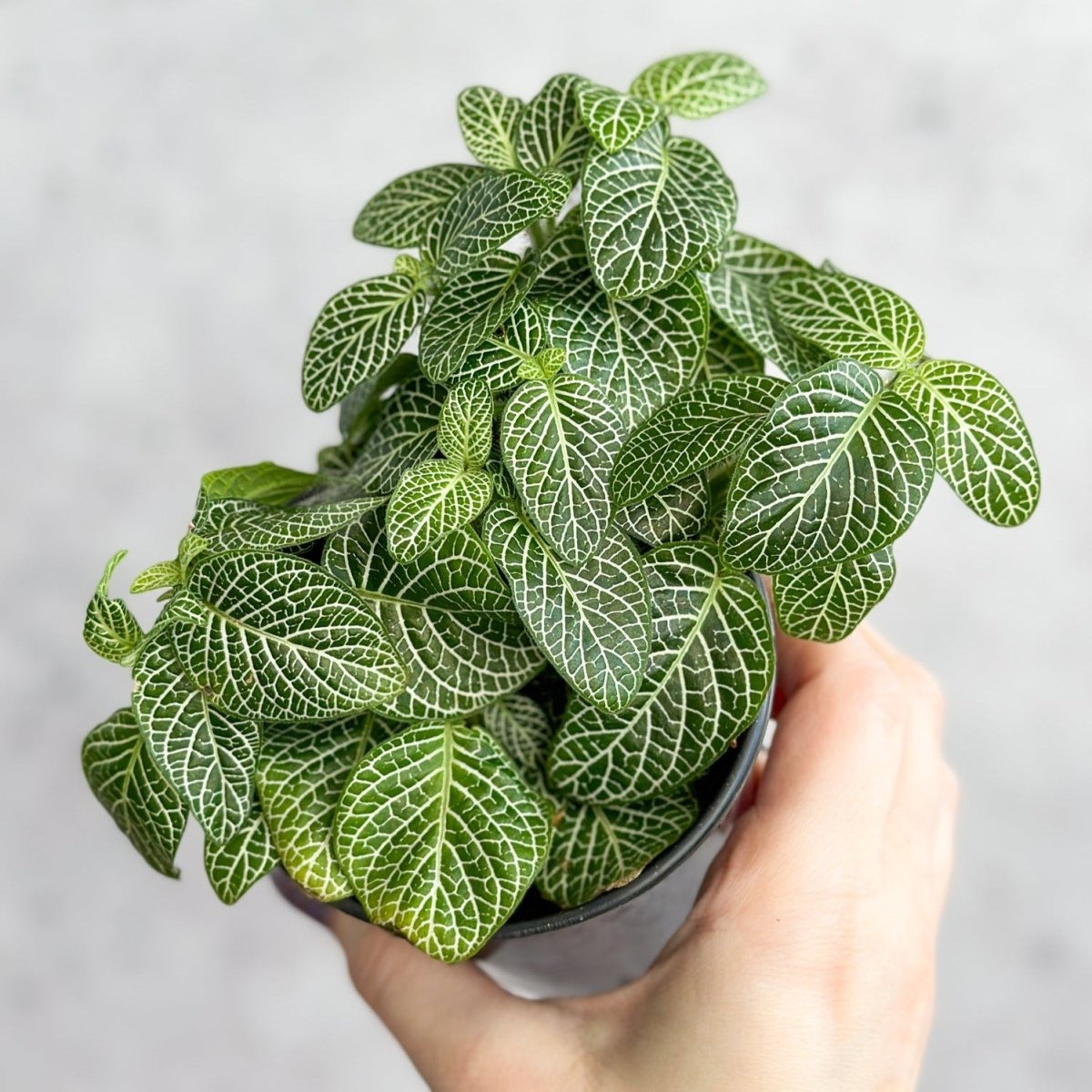  Fittonia Albivenis - Mosaic/Nerve Plant - Various Sizes