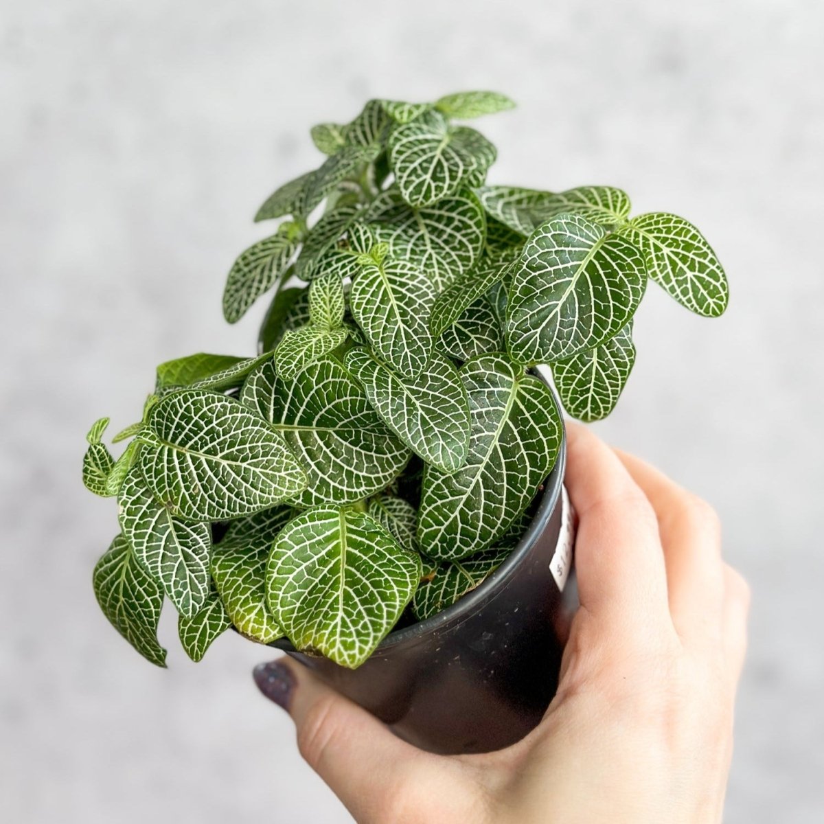  Fittonia Albivenis - Mosaic/Nerve Plant - Various Sizes