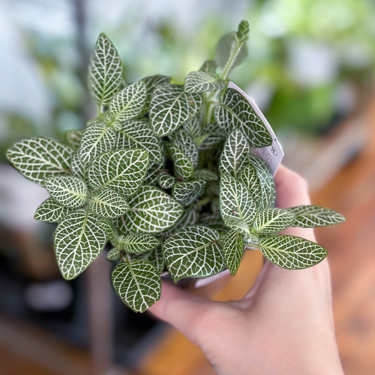  Fittonia Albivenis - Mosaic/Nerve Plant - Various Sizes