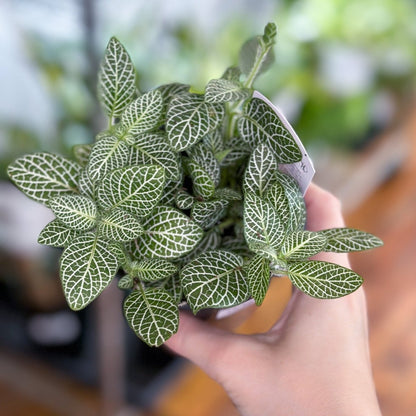  Fittonia Albivenis - Mosaic/Nerve Plant - Various Sizes