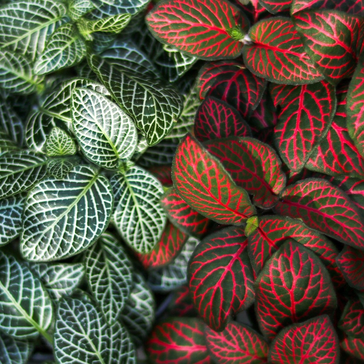  Fittonia Albivenis - Mosaic/Nerve Plant - Various Sizes