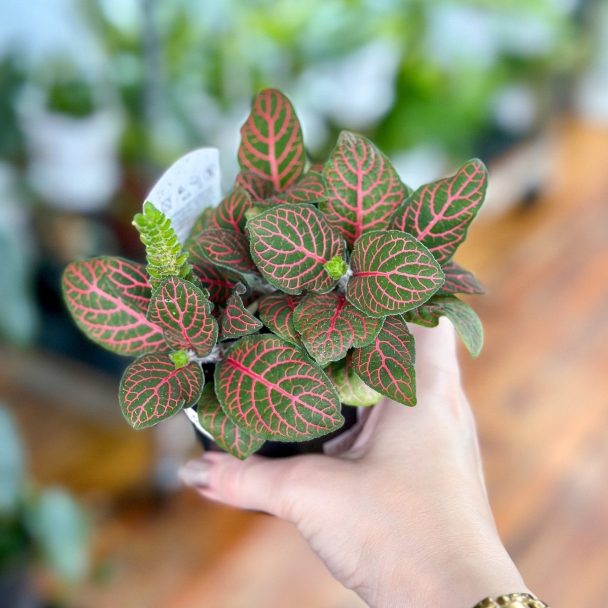  Fittonia Albivenis - Mosaic/Nerve Plant - Various Sizes