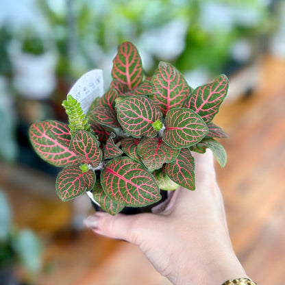 Fittonia Albivenis - Mosaic/Nerve Plant - Various Sizes