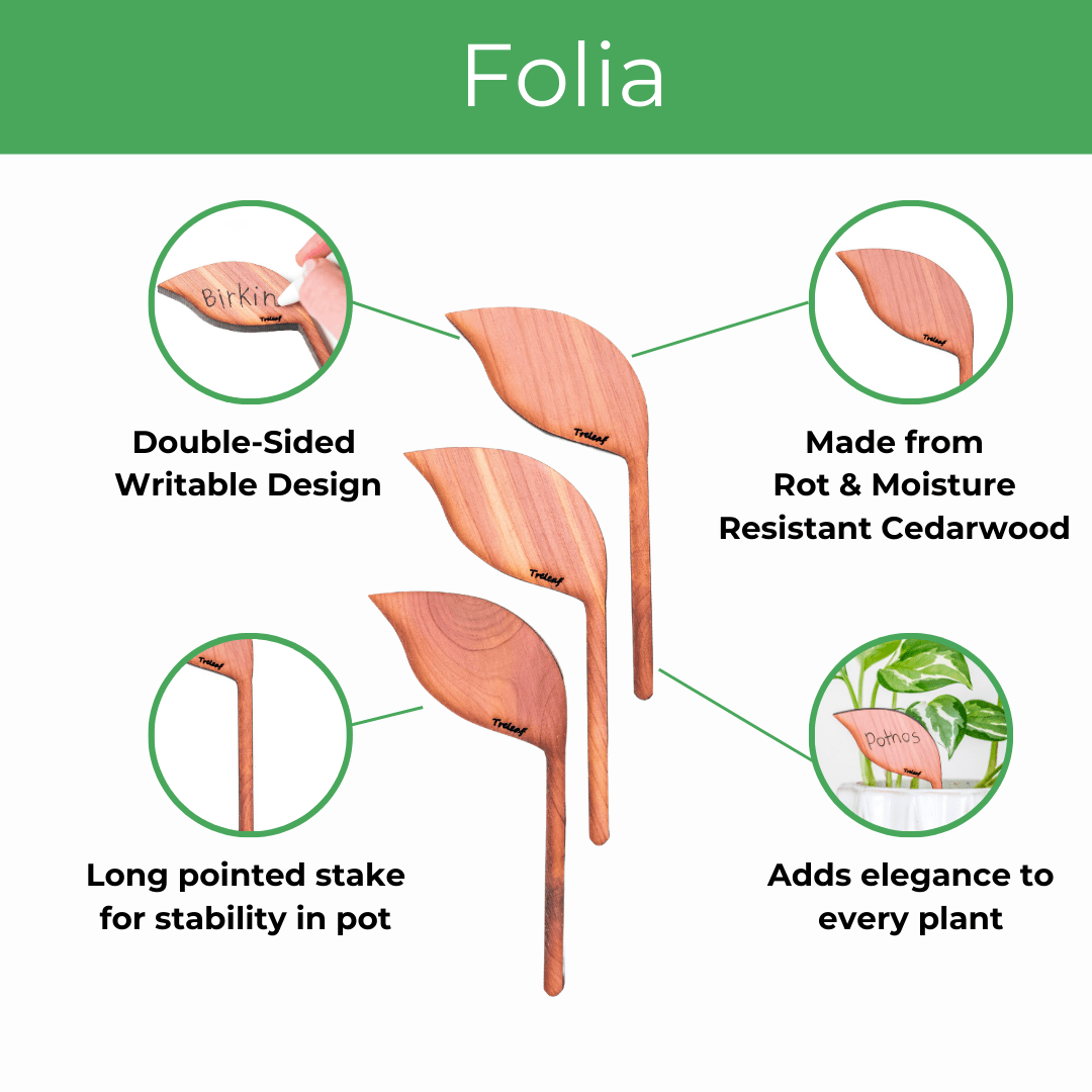  Folia – Wooden Leaf-Shaped Plant Tags (Set Of 12)
