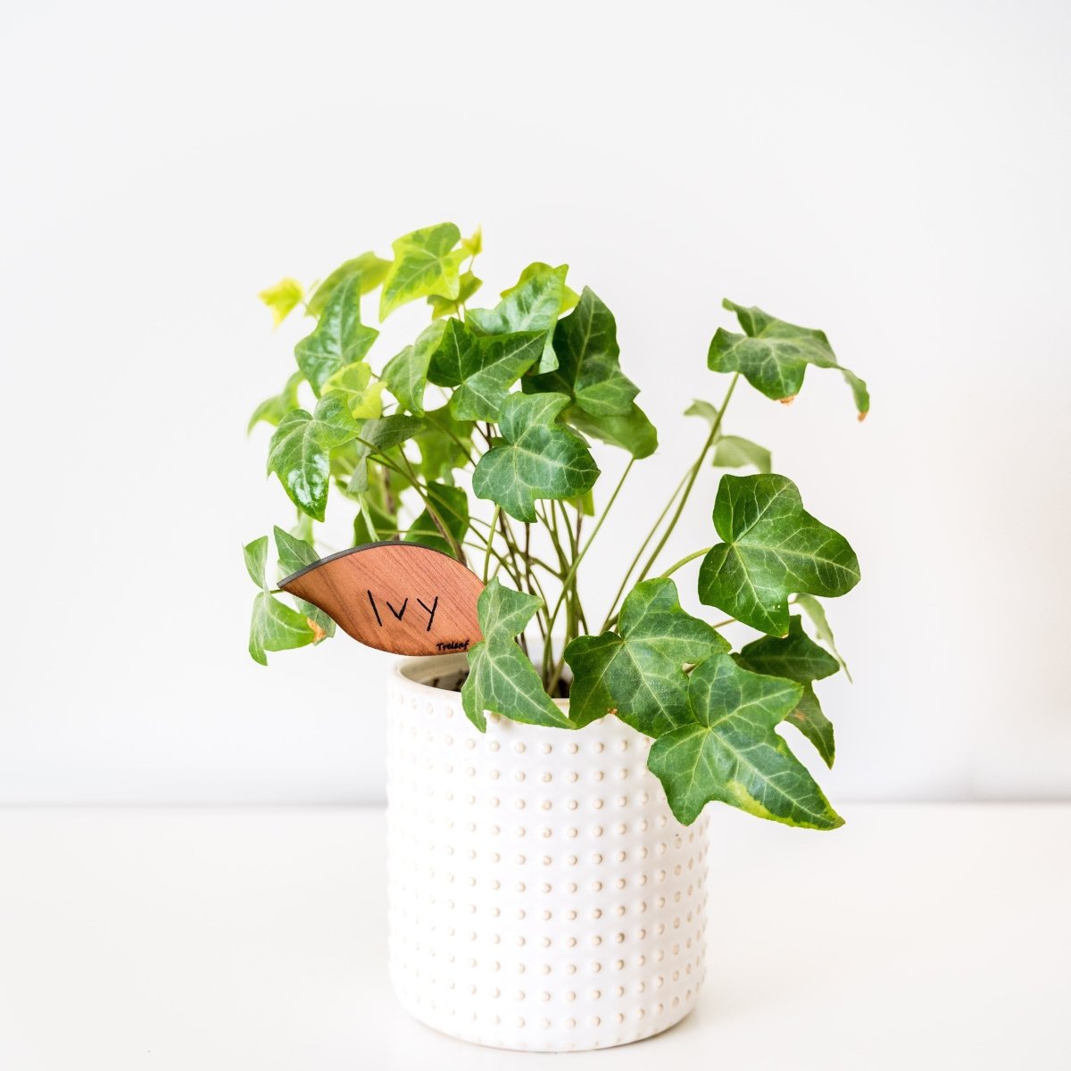  Folia – Wooden Leaf-Shaped Plant Tags (Set Of 12)