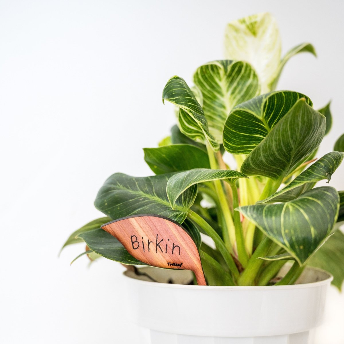  Folia – Wooden Leaf-Shaped Plant Tags (Set Of 12)