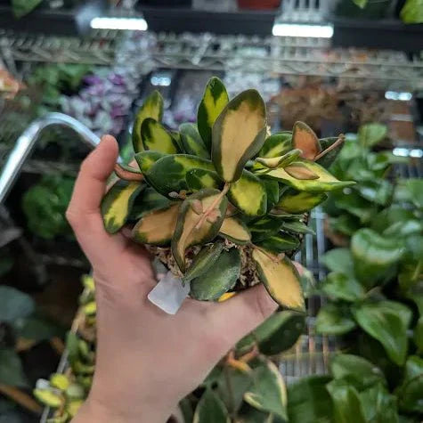  Fuzzy Variegated Hoya - Hoya 'DS70' Variegated