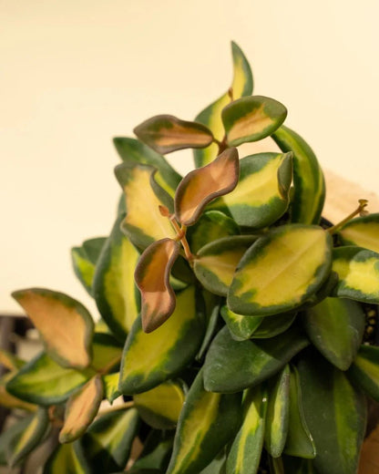  Fuzzy Variegated Hoya - Hoya 'DS70' Variegated