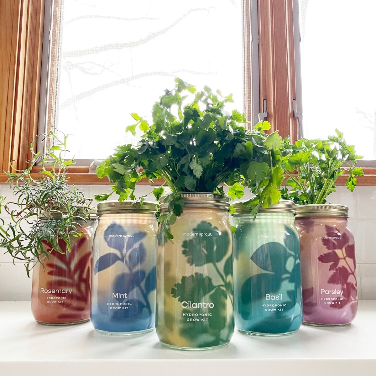  Garden Jars - Organic Herbs