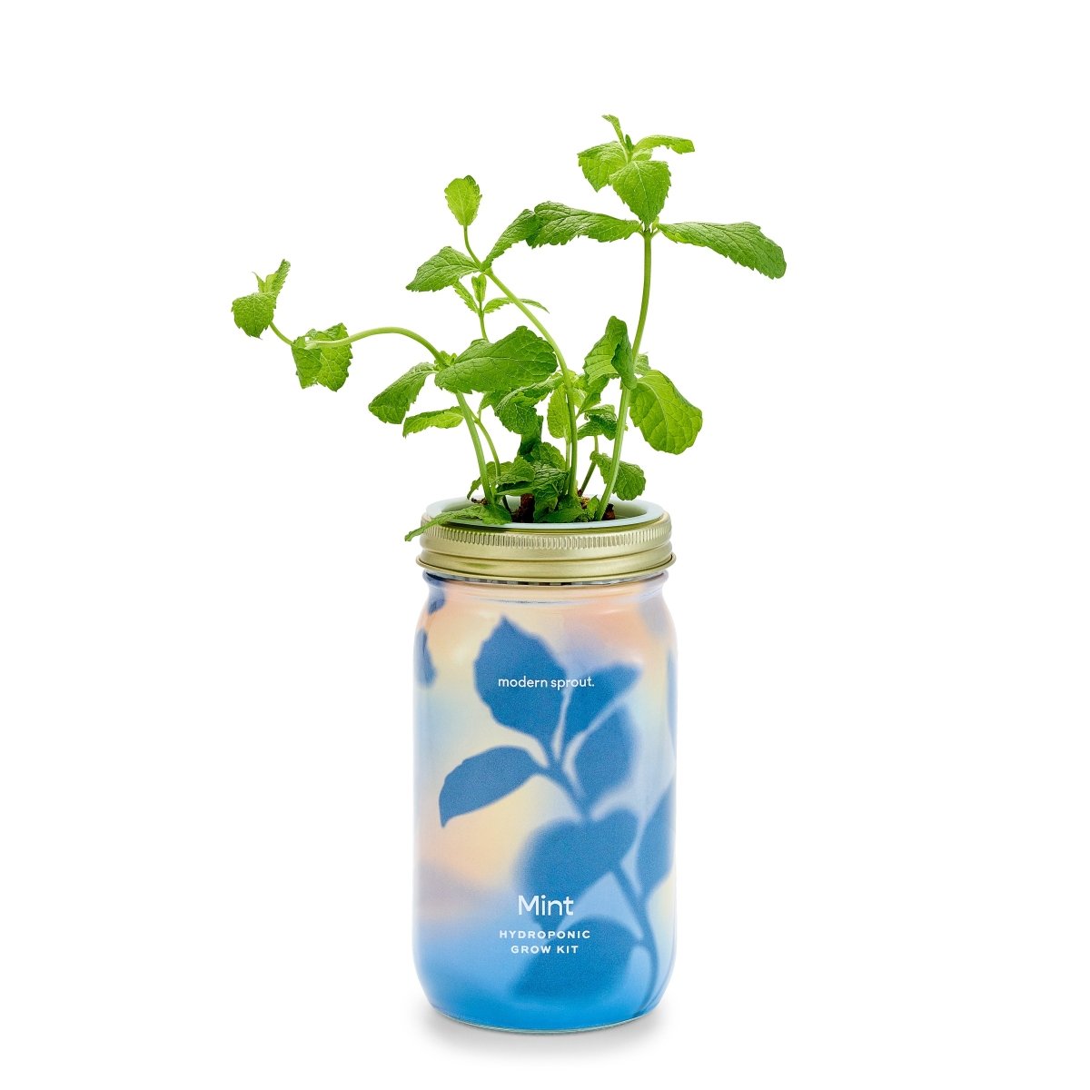  Garden Jars - Organic Herbs