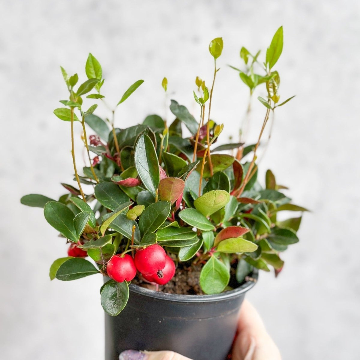  Gaultheria Procumbens - Wintergreen - 4 Inch