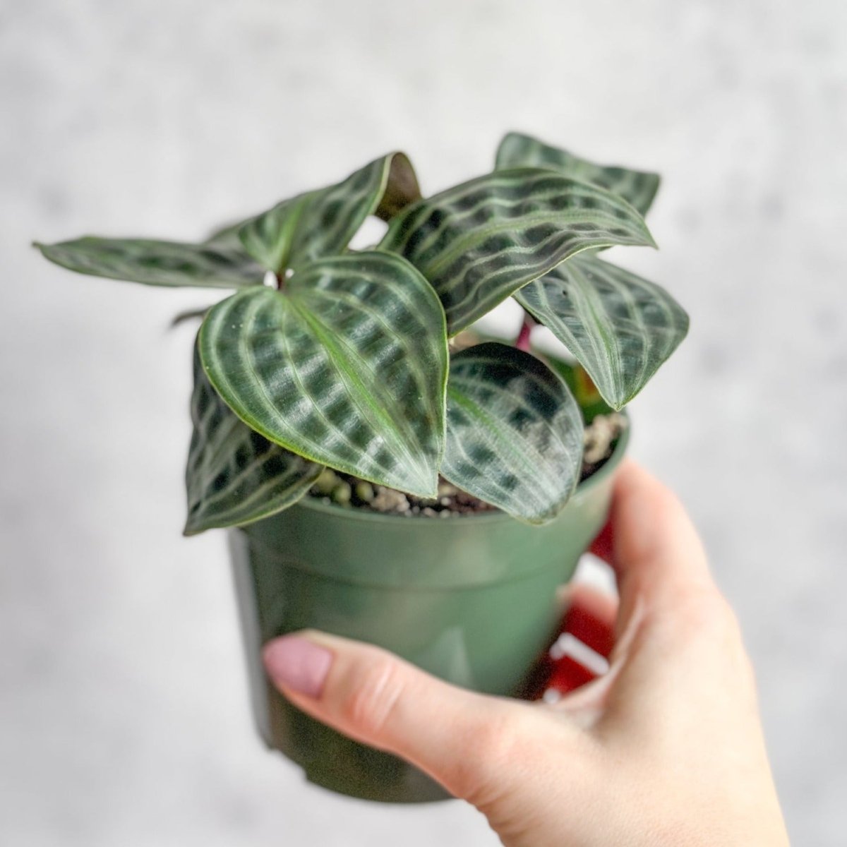  Geogenanthus Poeppigii - Seersucker Plant