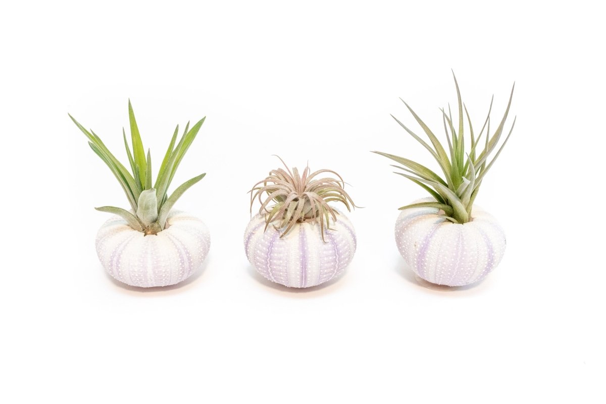 Gift Wrapped Purple Urchins With Tillandsia Air Plants