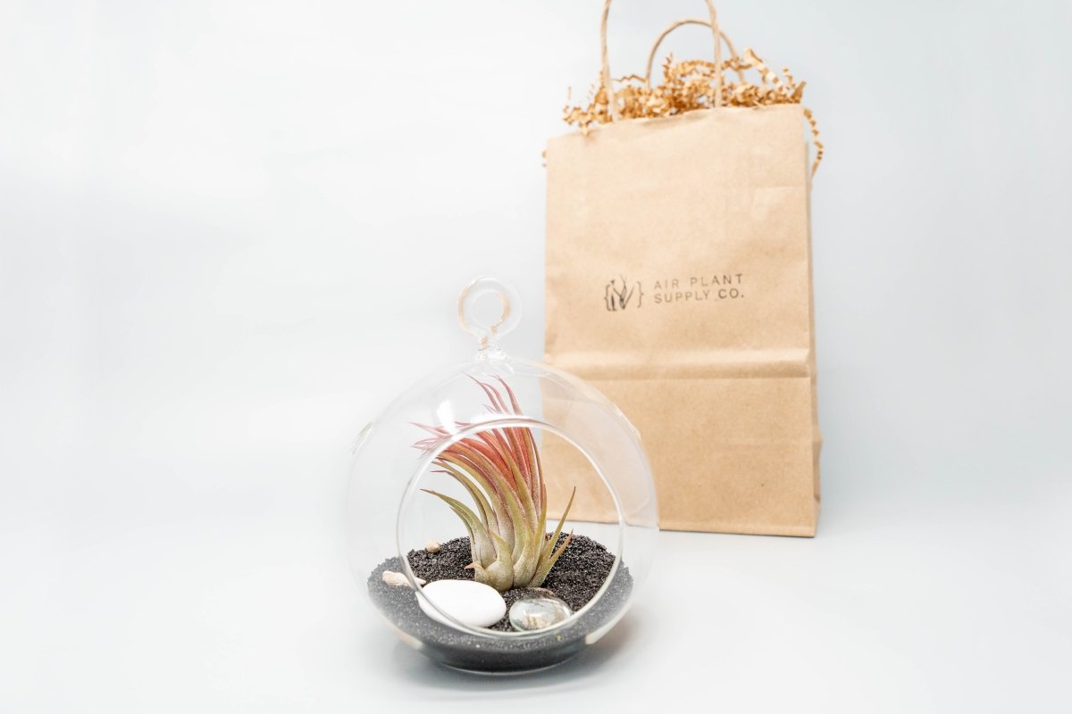  Gift Wrapped Terrarium Kits With Tillandsia Air Plants