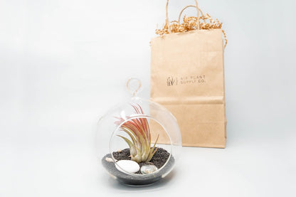  Gift Wrapped Terrarium Kits With Tillandsia Air Plants