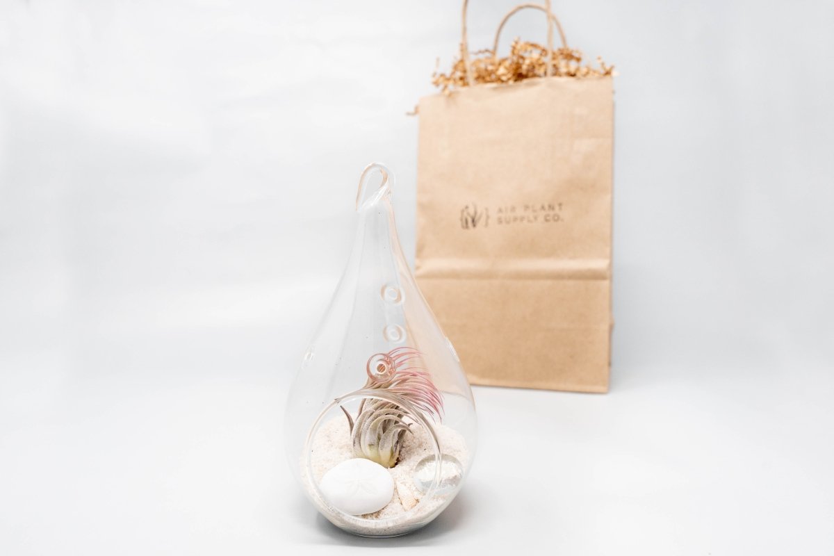  Gift Wrapped Terrarium Kits With Tillandsia Air Plants