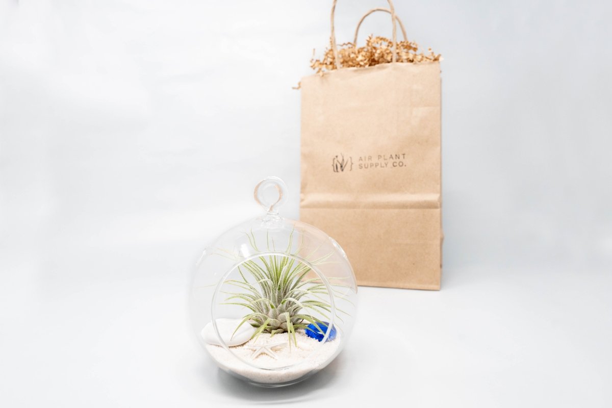  Gift Wrapped Terrarium Kits With Tillandsia Air Plants