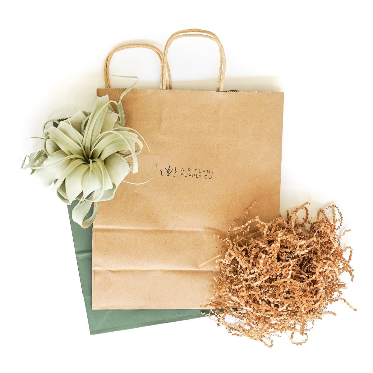  Gift Wrapped Tillandsia Xerographica