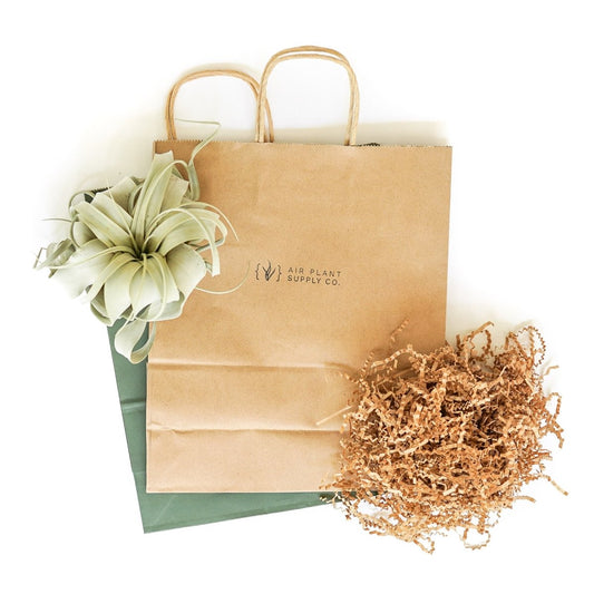  Gift Wrapped Tillandsia Xerographica