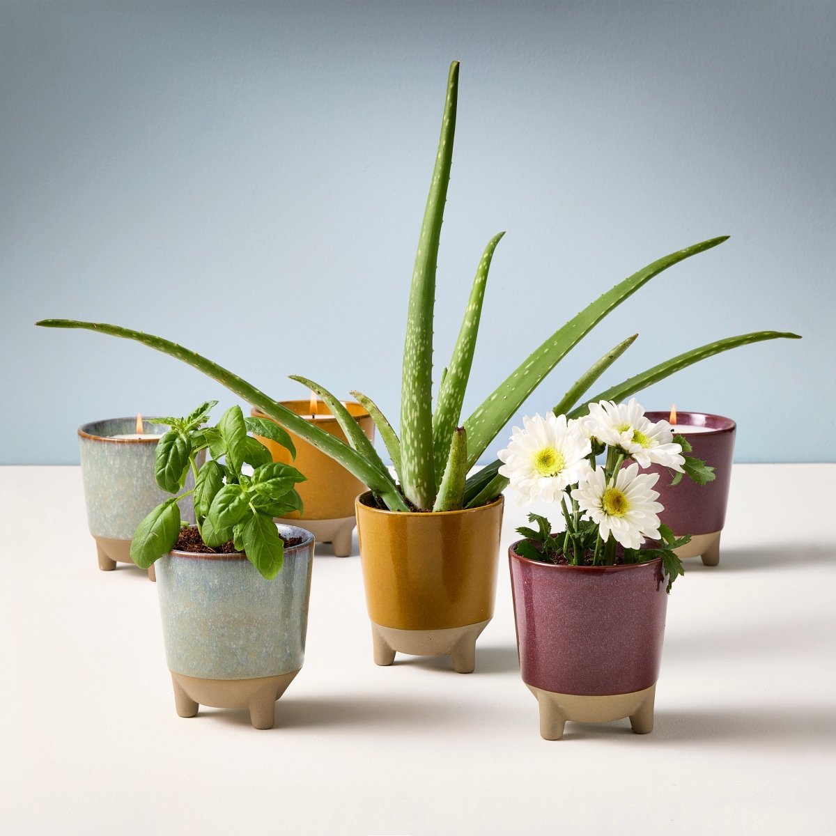  Glow & Grow Candle-to-Planter Kit – Basil, Daisies, Aloe, Or Spruce