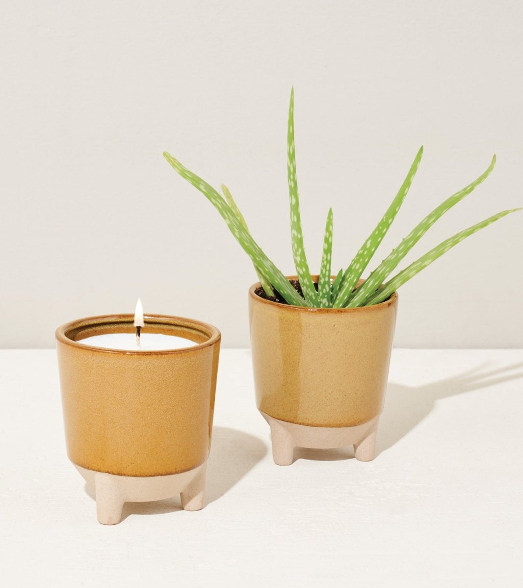  Glow & Grow Candle-to-Planter Kit – Basil, Daisies, Aloe, Or Spruce
