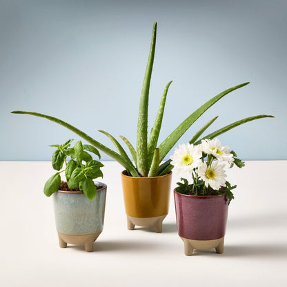  Glow & Grow Candle-to-Planter Kit – Basil, Daisies, Aloe, Or Spruce