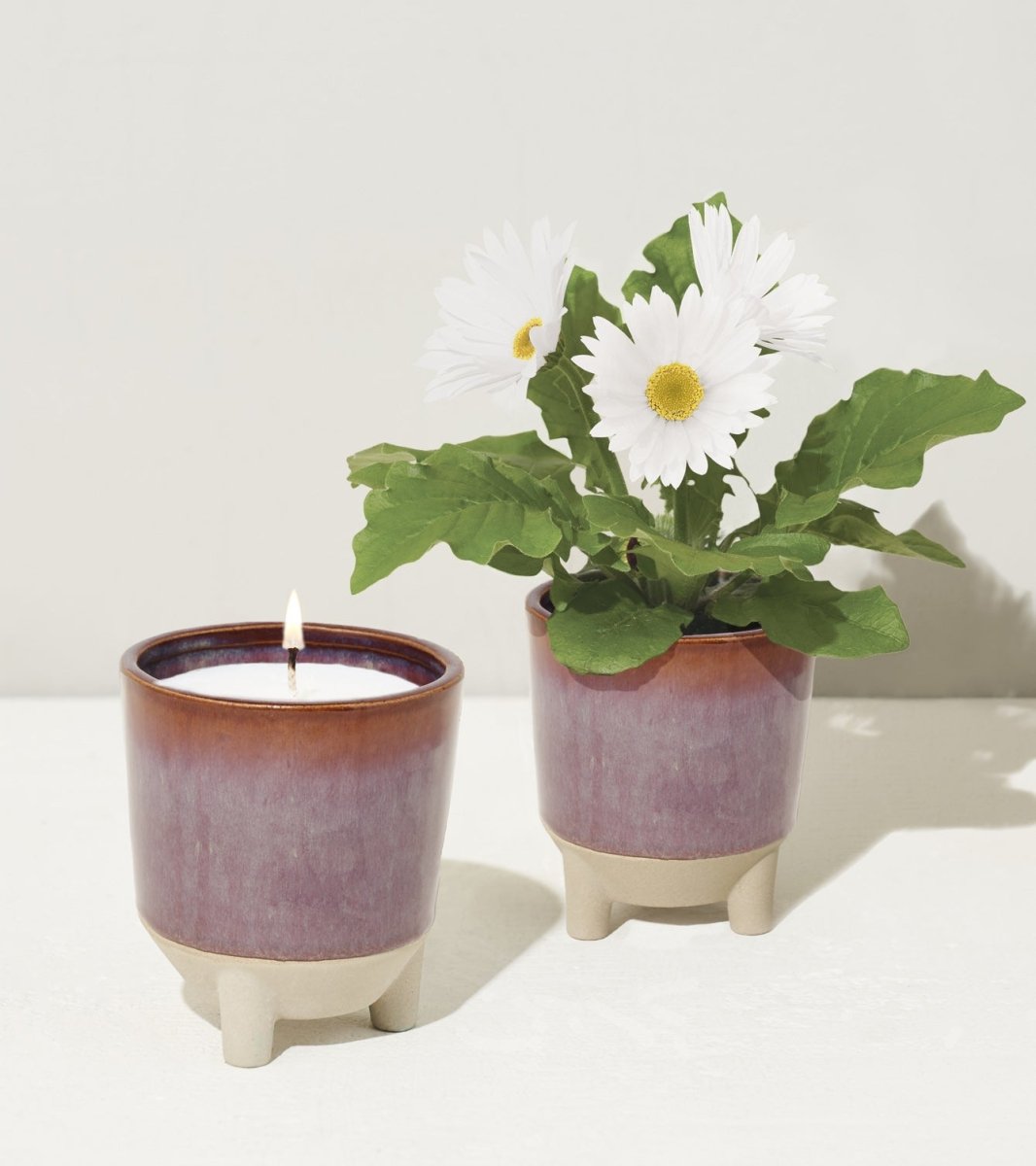  Glow & Grow Candle-to-Planter Kit – Basil, Daisies, Aloe, Or Spruce
