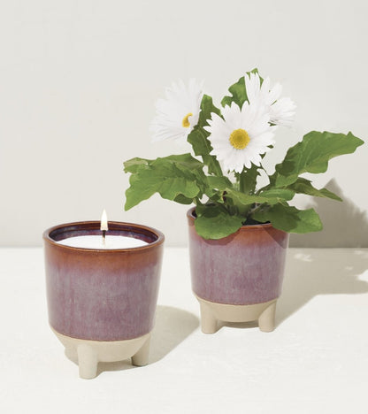  Glow & Grow Candle-to-Planter Kit – Basil, Daisies, Aloe, Or Spruce