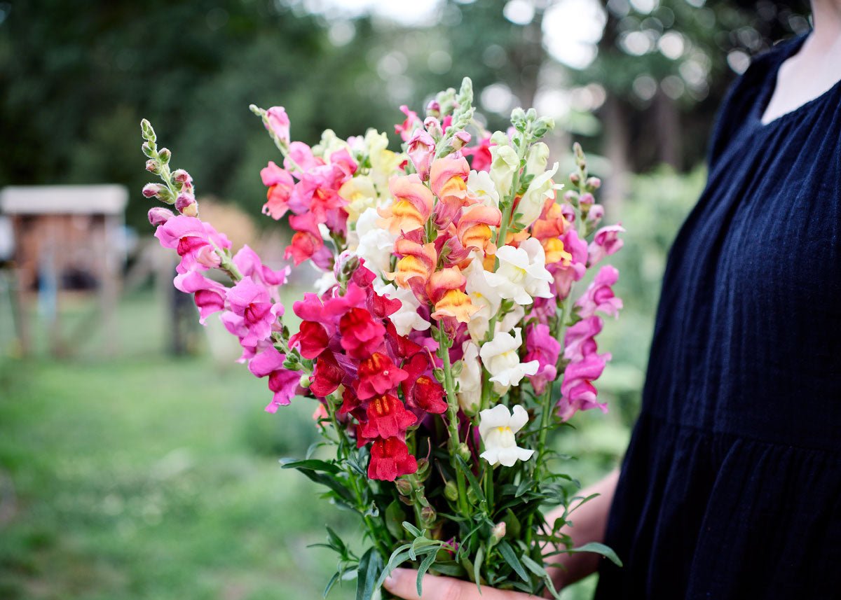  Grow Your Own Cut Flower Garden Kit – Backyard Bouquets Made Easy!