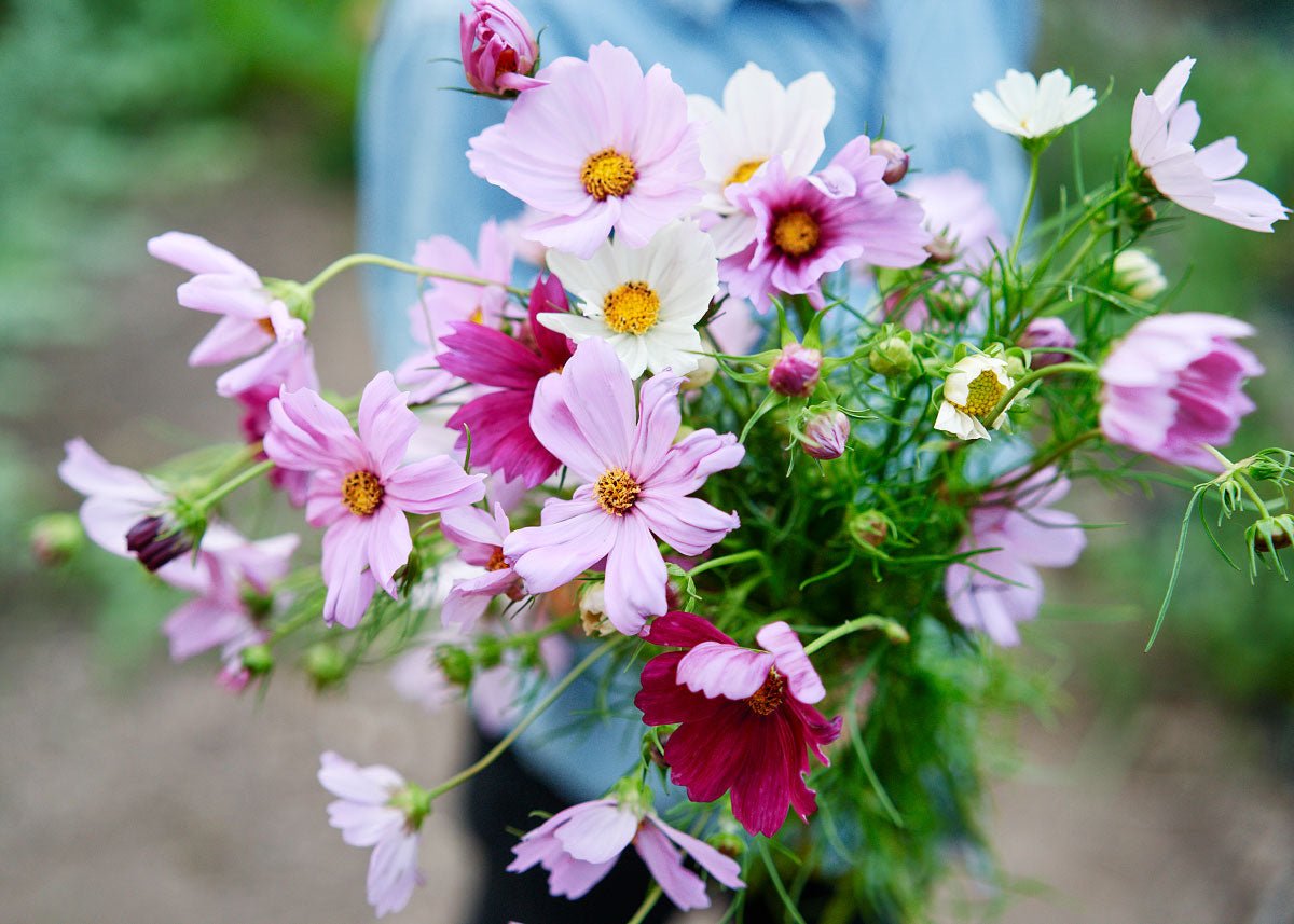 Grow Your Own Cut Flower Garden Kit – Backyard Bouquets Made Easy!