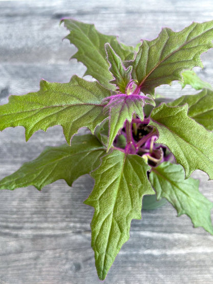  Gynura Aurantiaca 'Purple Passion'
