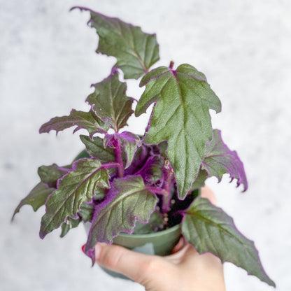  Gynura Aurantiaca 'Purple Passion'