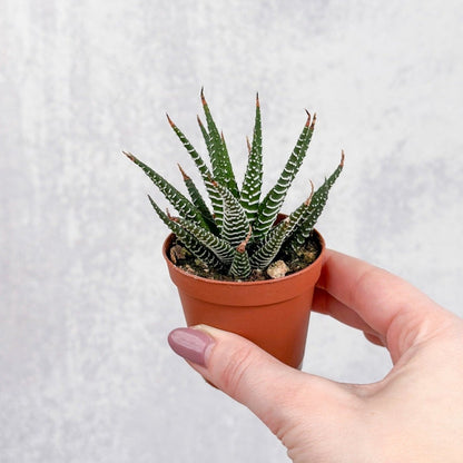  Haworthia 'African Pearls' - 2 Inches