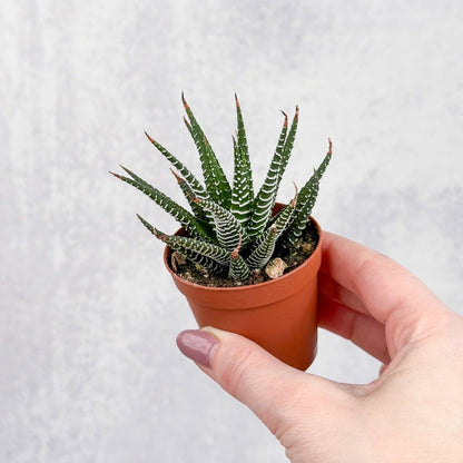  Haworthia 'African Pearls' - 2 Inches