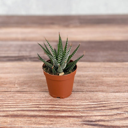  Haworthia 'African Pearls' - 2 Inches