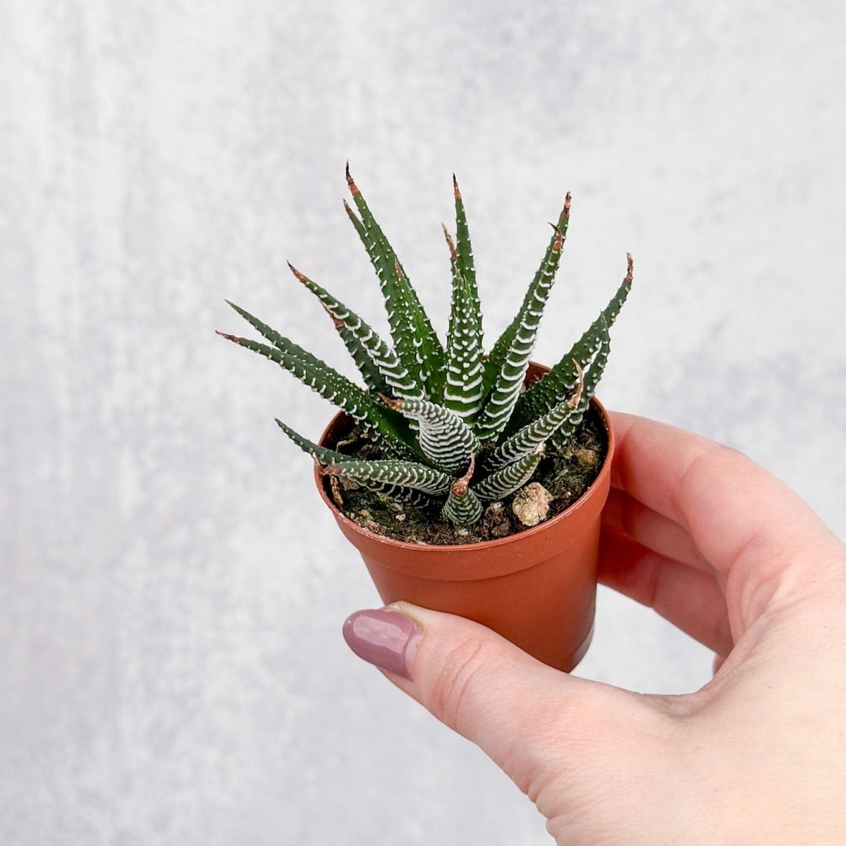  Haworthia 'African Pearls' - 2 Inches
