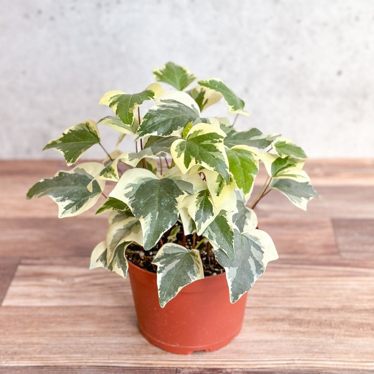  Hedera Canariensis - Algerian Ivy Hanging Basket