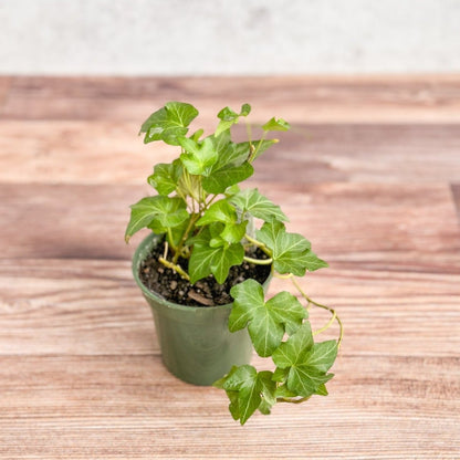 Hedera Helix ‘English Ivy’