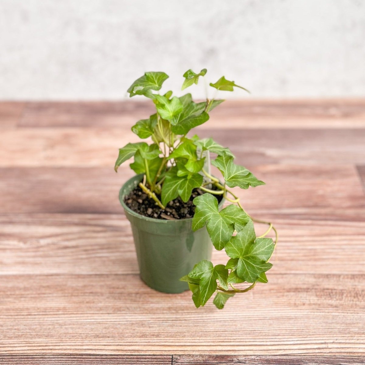  Hedera Helix ‘English Ivy’