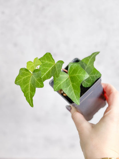  Hedera Helix ‘English Ivy’