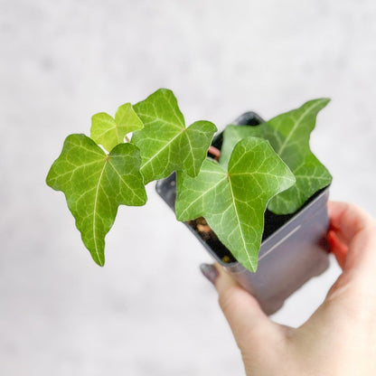  Hedera Helix ‘English Ivy’