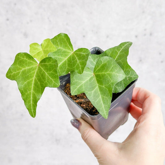  Hedera Helix ‘English Ivy’