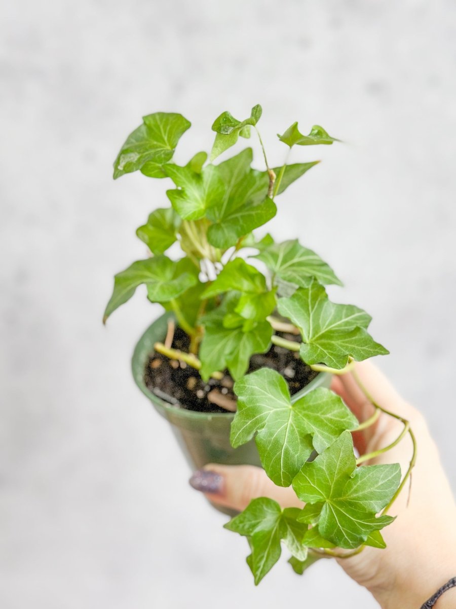  Hedera Helix ‘English Ivy’